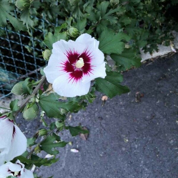 Hibiscus syriacus Квітка