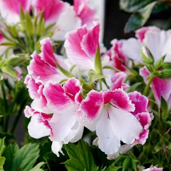 Pelargonium grandiflorum Hábitos