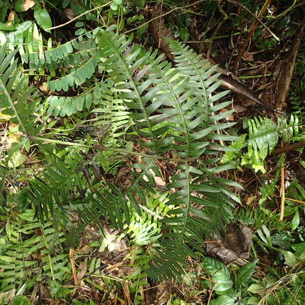 Pteris hamulosa Leaf