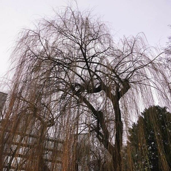 Salix babylonica Buveinė