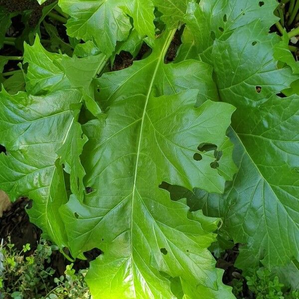 Acanthus spinosus Yaprak