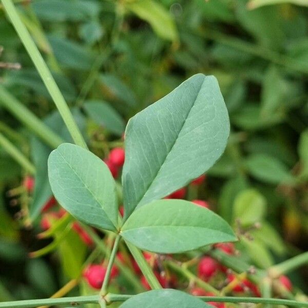 Nandina domestica Листок