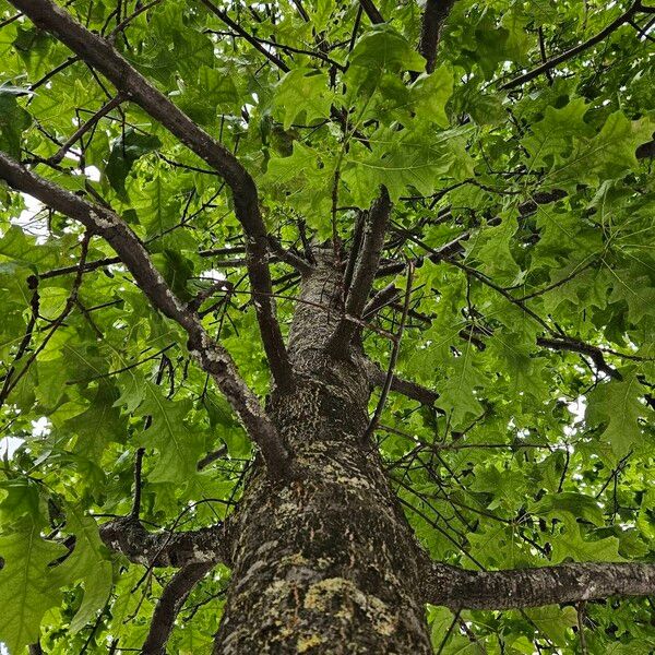 Quercus velutina Hábito