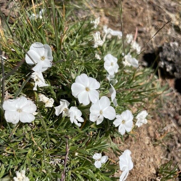 Phlox pulvinata Cvet