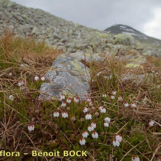 Cassiope hypnoides Агульны выгляд