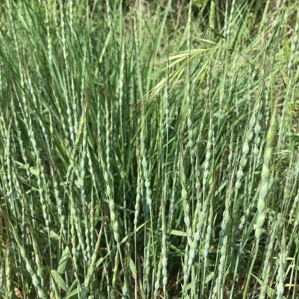 Aegilops ventricosa Blatt