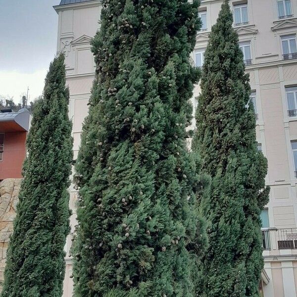 Cupressus sempervirens Habit