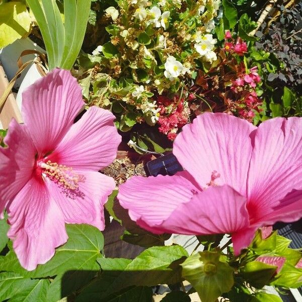 Hibiscus grandiflorus Çiçek