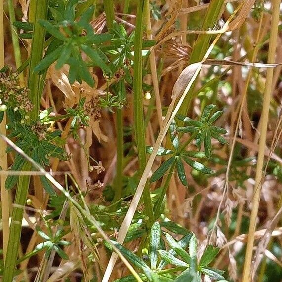 Galium mollugo Leaf