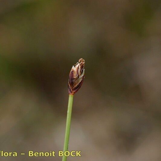 Eleocharis uniglumis Fruto