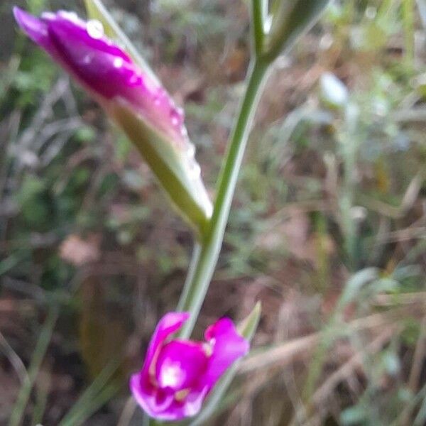 Gladiolus italicus Квітка