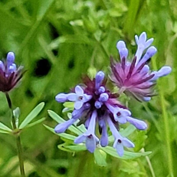 Asperula arvensis 花