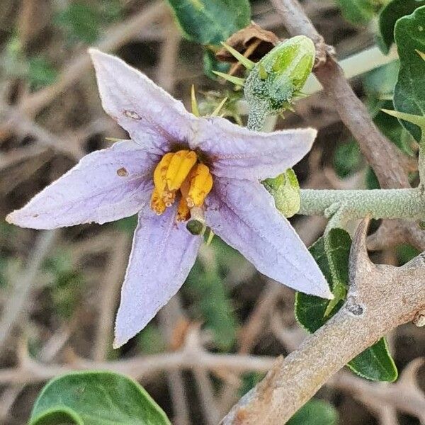 Solanum arundo Flor