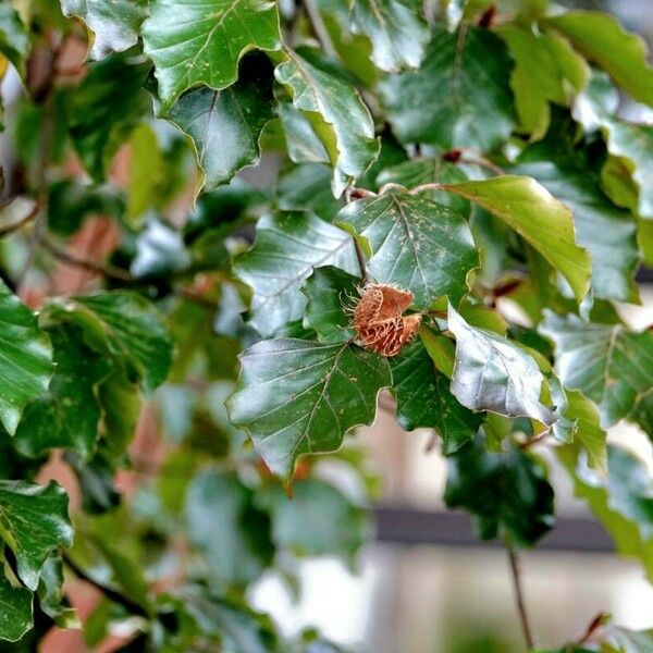 Fagus sylvatica ശീലം