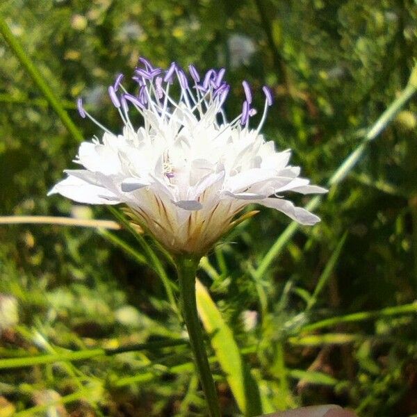 Cephalaria transsylvanica Floro