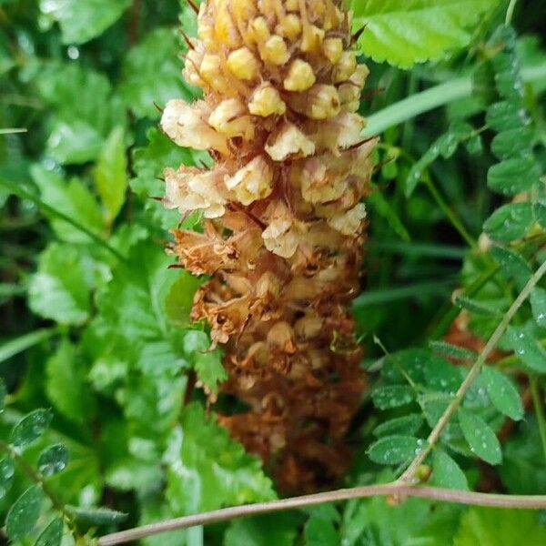 Orobanche elatior Bloem