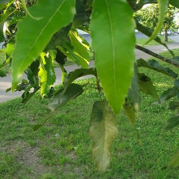 Quercus castaneifolia ഇല