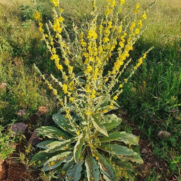 Verbascum sinaiticum Habit