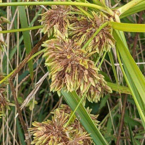 Cyperus eragrostis Квітка