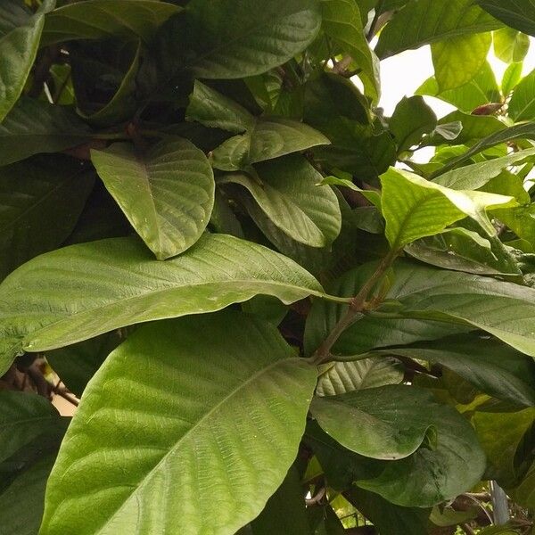 Beaumontia grandiflora Leaf