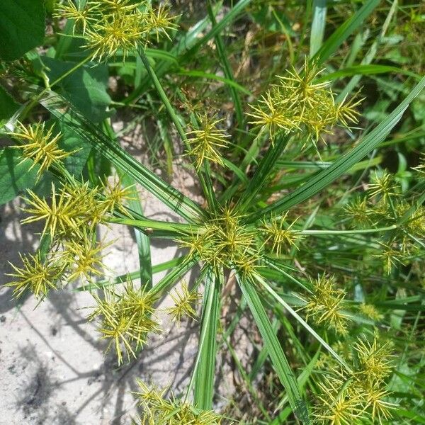 Cyperus odoratus Blomma