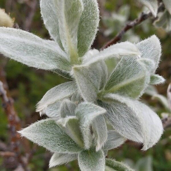 Salix lanata Feuille