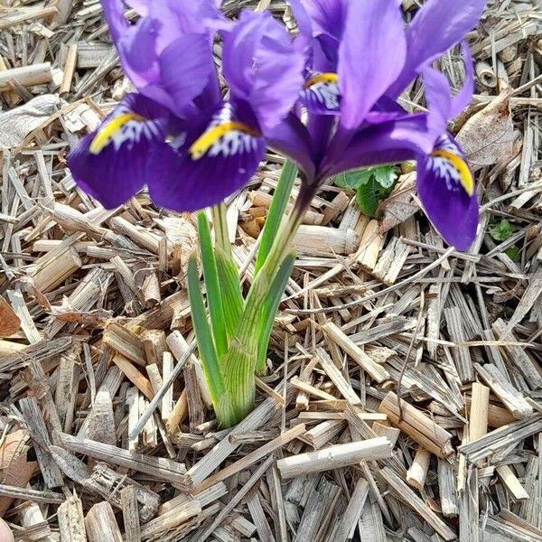 Iris reticulata 整株植物