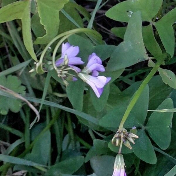 Oxalis latifolia Blad