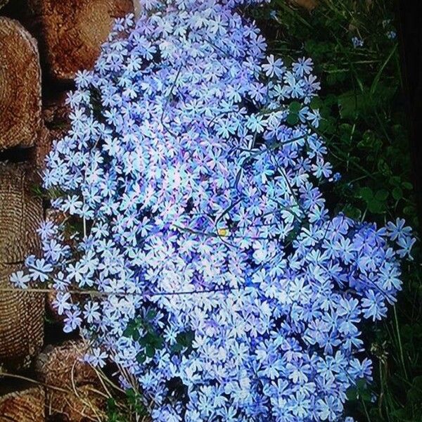 Phlox subulata Çiçek