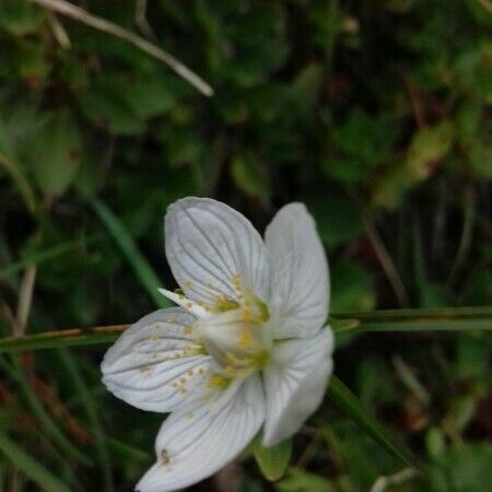 Parnassia palustris Bloem