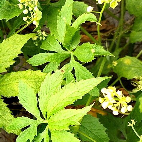 Cyclanthera pedata Flower