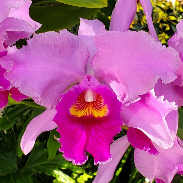 Cattleya trianae Flower