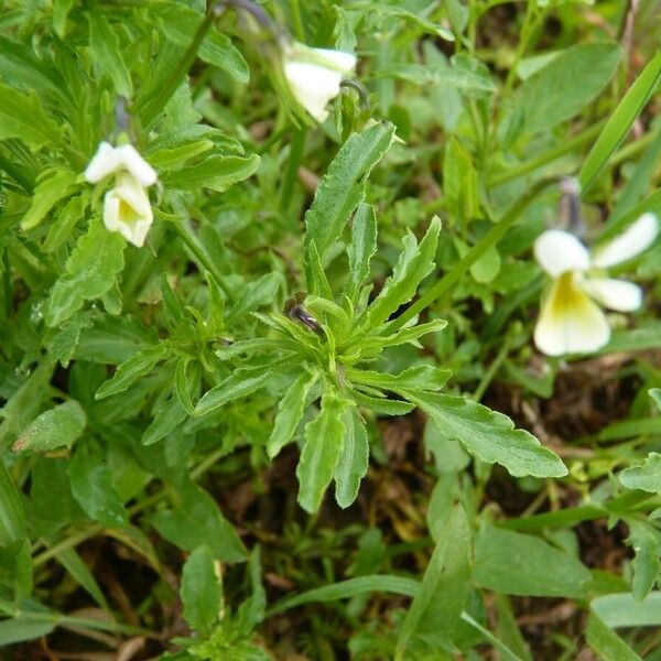 Viola arvensis Hoja