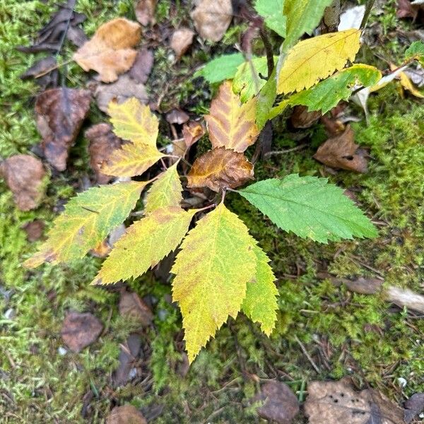 Crataegus submollis Yaprak