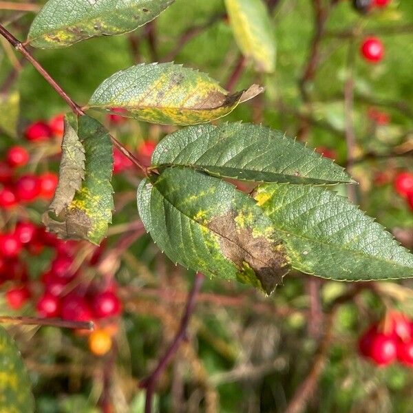 Rosa glauca पत्ता