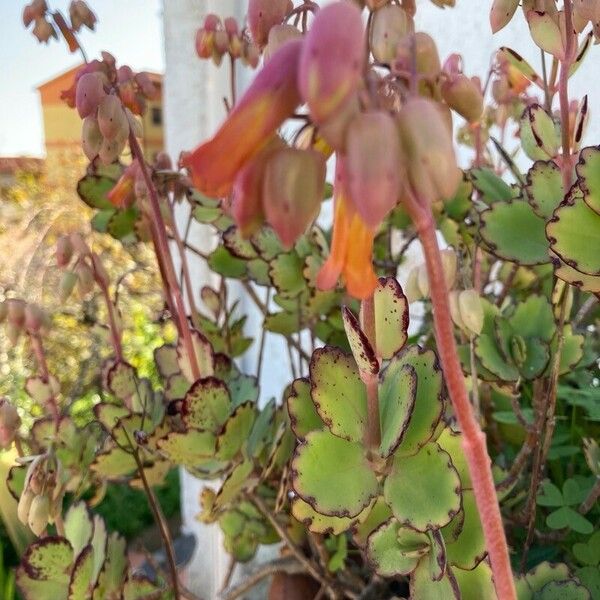 Kalanchoe fedtschenkoi Kvet