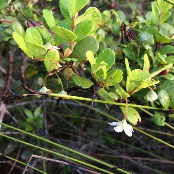 Uromyrtus emarginata Flower