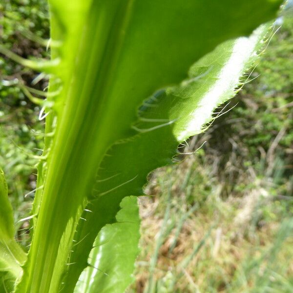 Cirsium monspessulanum List