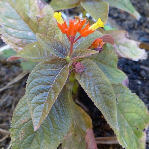 Chrysothemis pulchella Leaf