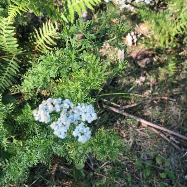 Achillea ligustica Інше