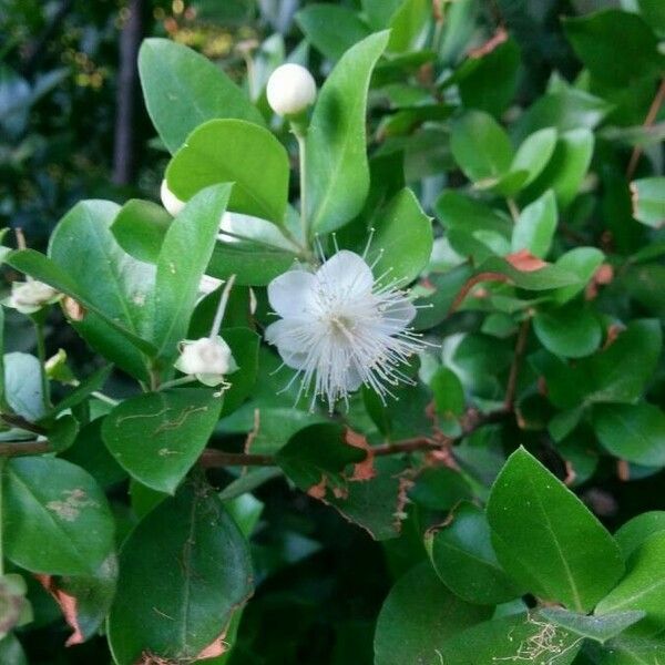 Myrtus communis Blodyn