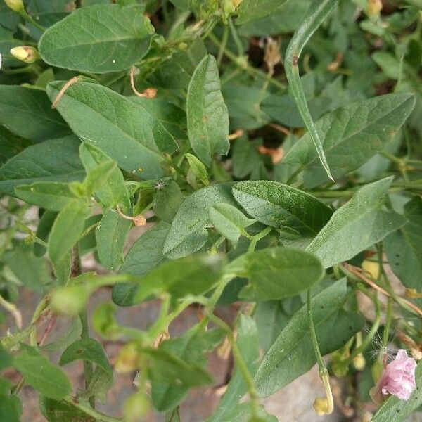 Convolvulus arvensis পাতা