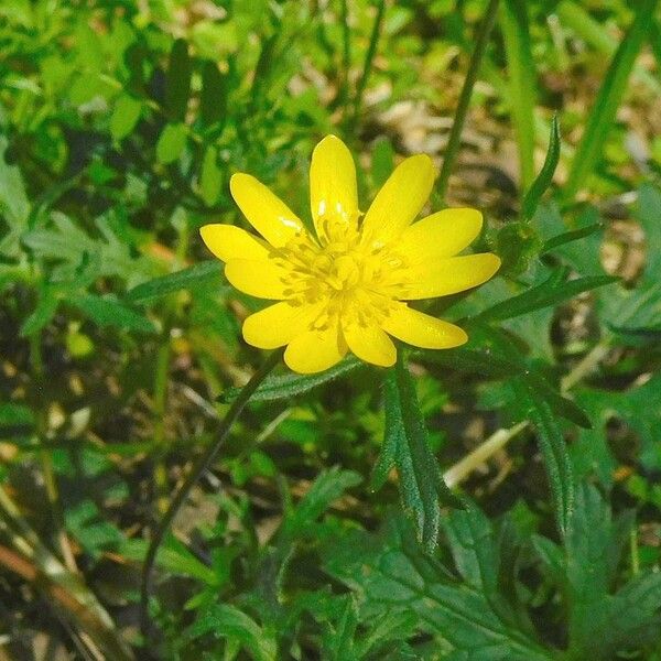 Ranunculus canus Flor