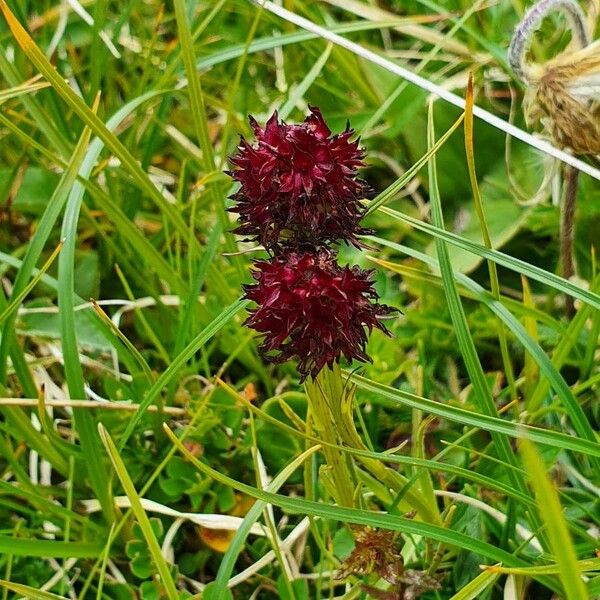 Gymnadenia nigra Blomst