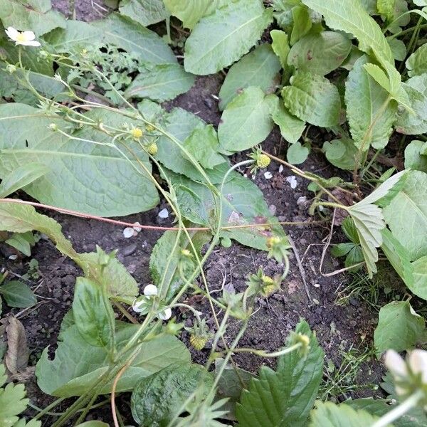 Fragaria vesca Leaf