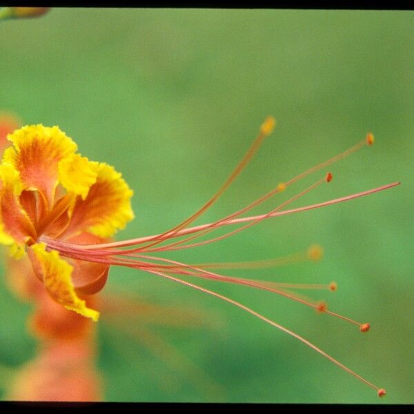 Caesalpinia pulcherrima Flor