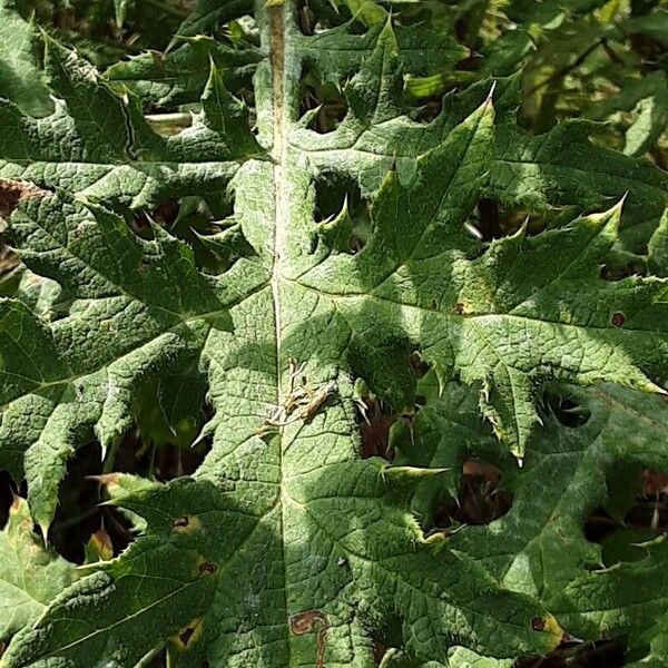 Echinops sphaerocephalus Leaf