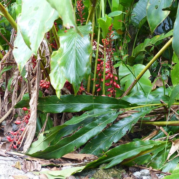 Renealmia alpinia Hàbitat