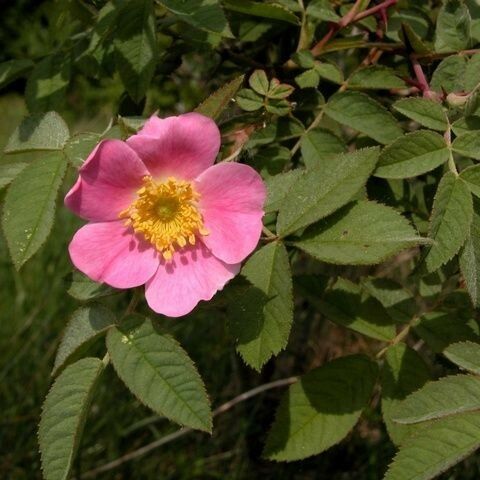 Rosa mollis 花