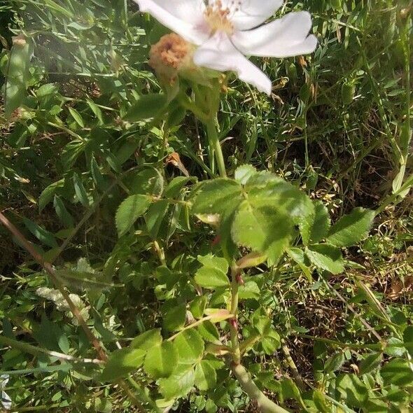 Rosa canina Lorea